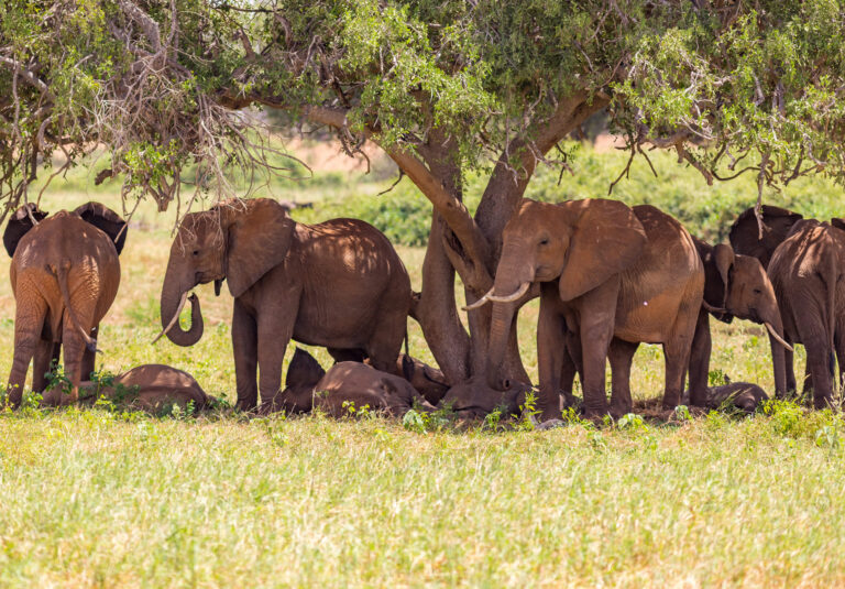 2 Days Tsavo East-West Safari