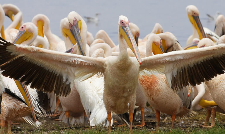 2 days lake nakuru_2