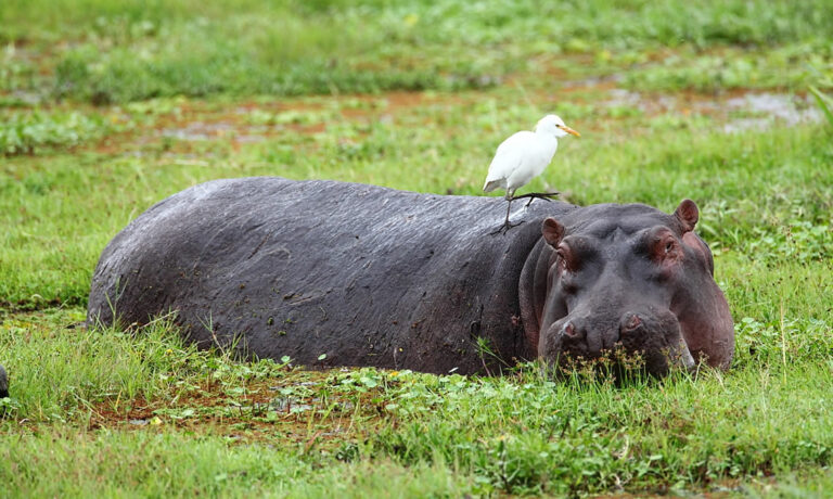 3 days amboseli safaris