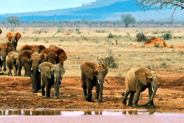 1 Day Tsavo East National park