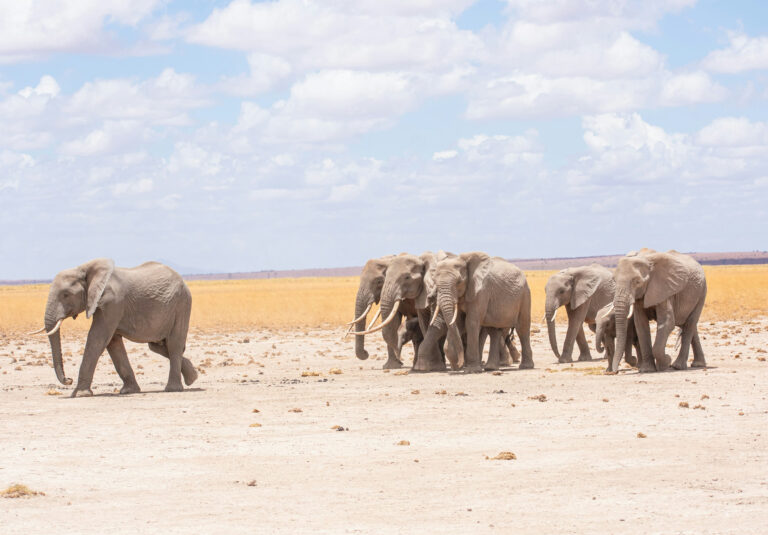 5 Days Amboseli, Lake Naivasha And Maasai Mara