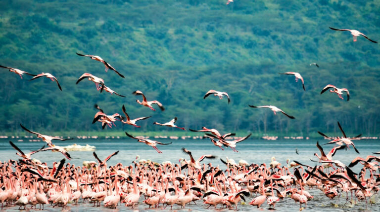 5 Days Lake Nakuru and Masai Mara Safari_3