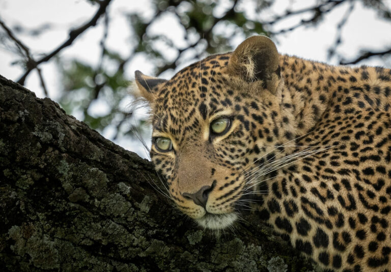 7 Days Amboseli, Lake Naivasha, Lake Nakuru & Maasai Mara