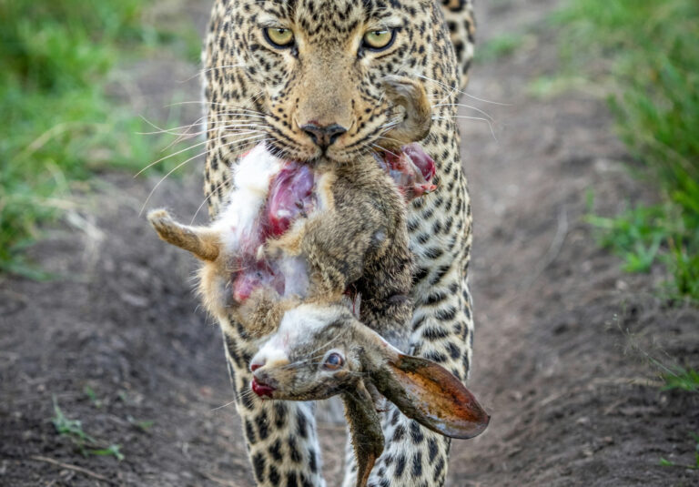 9 Days Tsavo East, Tsavo West, Amboseli, Mount Kenya, Lake Nakuru & Maasai Mara