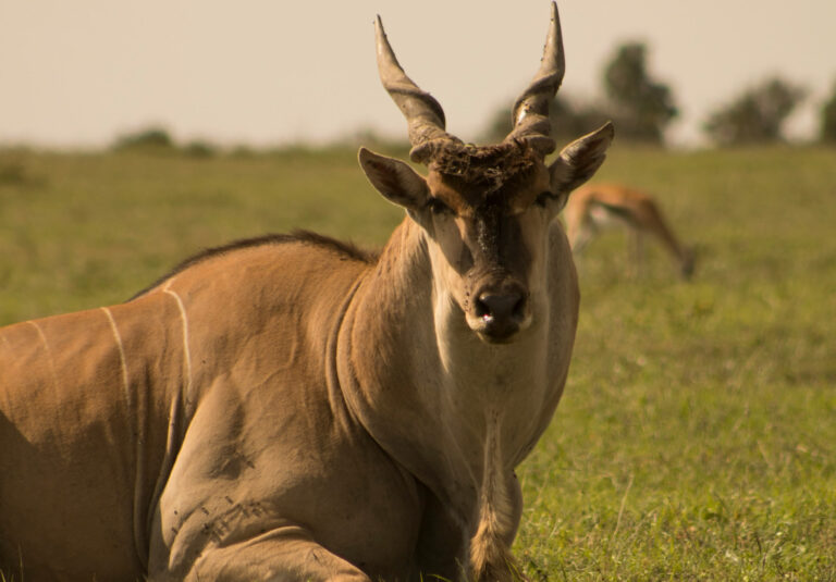 Ol Pejeta