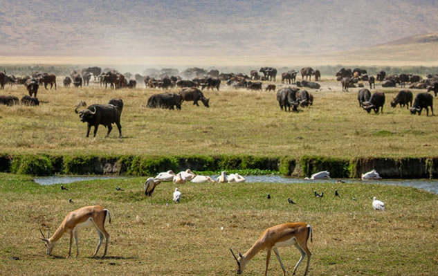 tanzania holiday safaris
