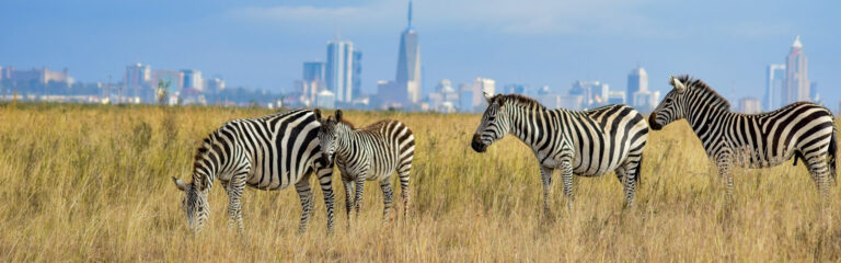 1 day nairobi national park