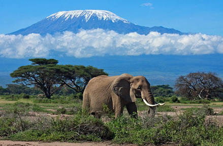 7 days amboseli_1