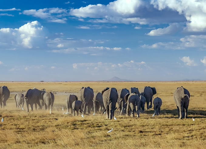 8 Days Safari To Amboseli, Samburu, Maasai Mara