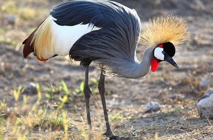amboseli_national park