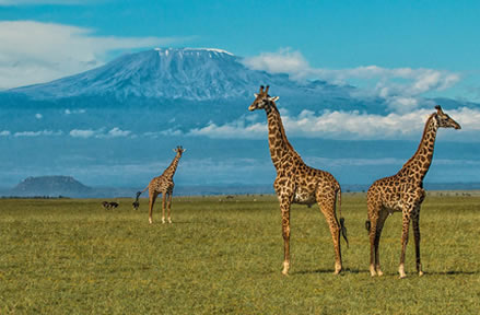 kilimanjaro