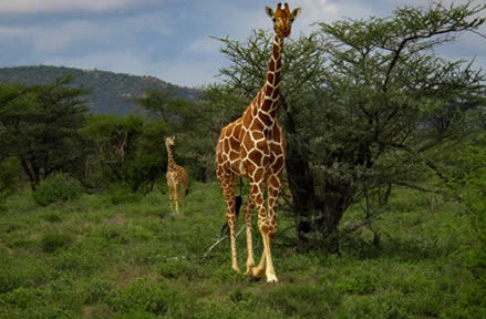 samburu