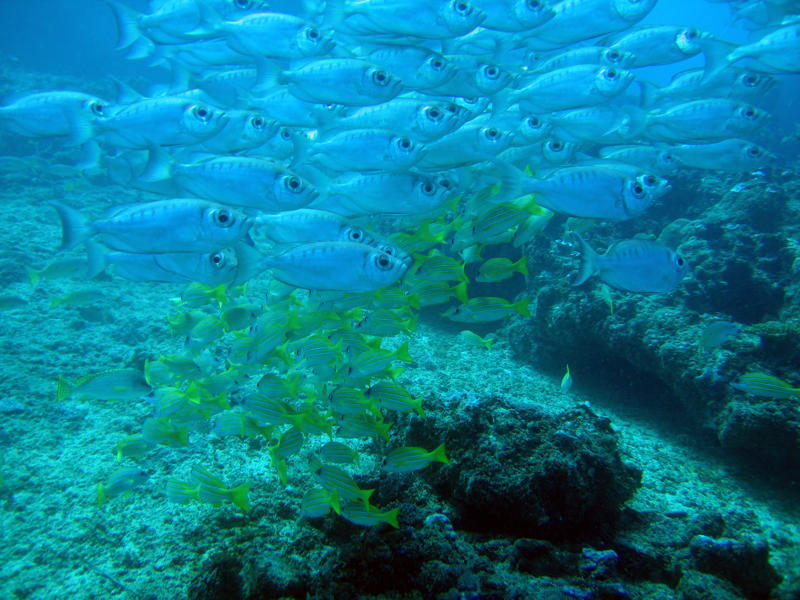 Mombasa Marine Park